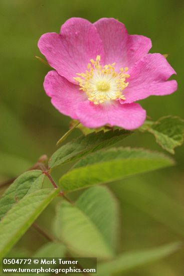 Rosa pisocarpa