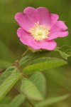 Clustered Wild Rose blossom & foliage detail