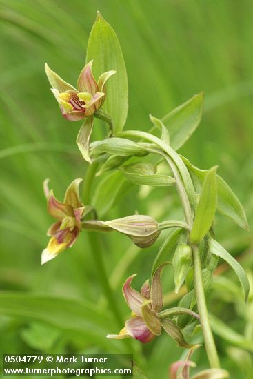 Epipactis gigantea