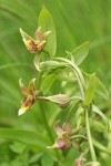 Stream Orchid blossoms & foliage