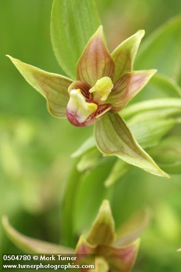 Epipactis gigantea