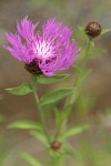 Meadow Knapweed blossom & foliage detail