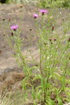 Meadow Knapweed