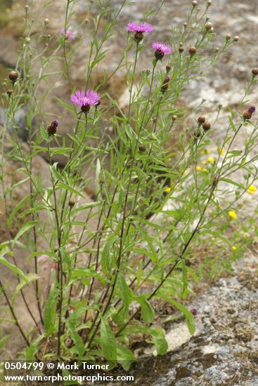 Centaurea debeauxii ssp. thuillieri (C. pratensis)