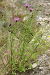 Meadow Knapweed