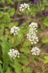 Onion blossoms