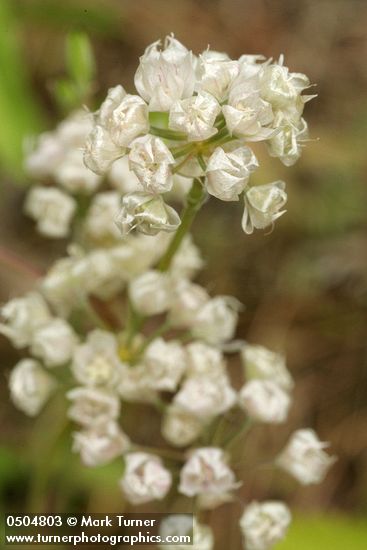 Allium sp.