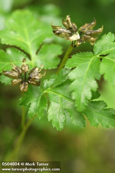 Coptis laciniata