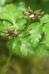 Cut-leaved Goldthread seed capsules & foliage detail