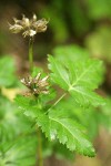 Cut-leaved Goldthread seed capsules & foliage detail