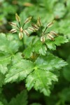 Cut-leaved Goldthread seed capsules & foliage detail