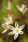 Henderson's Stars blossoms detail