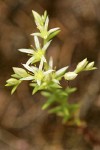 Narrow-leaved Sedum blossoms & foliage detail