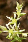 Narrow-leaved Sedum blossoms extreme detail