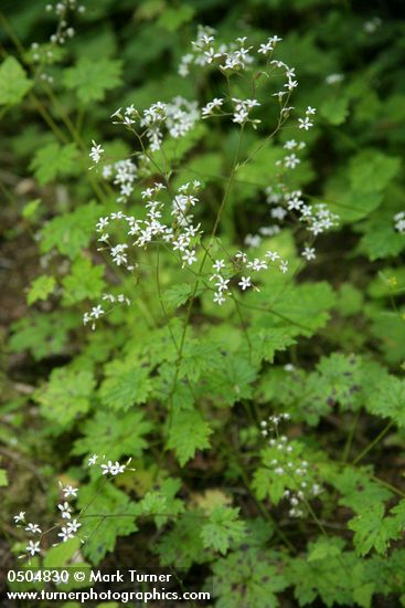 Boykinia occidentalis (B. elata)