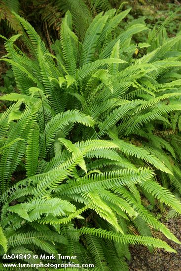 Blechnum spicant