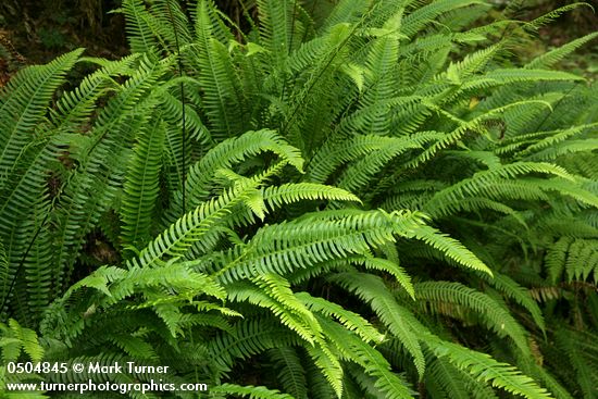 Blechnum spicant