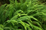 Deer Ferns