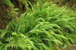 Deer Ferns