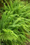 Deer Ferns