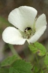 Umpqua Mariposa Lily blossom detail