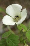 Umpqua Mariposa Lily blossom among blackberry foliage