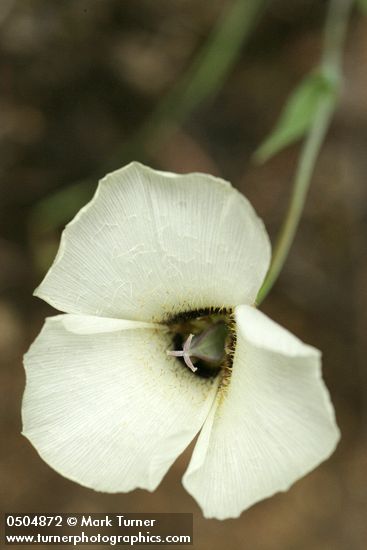 Calochortus umpquaensis