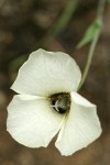 Umpqua Mariposa Lily blossom detail