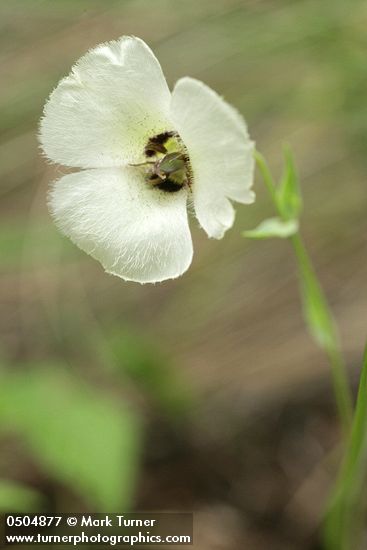 Calochortus umpquaensis