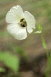 Umpqua Mariposa Lily blossom