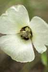 Umpqua Mariposa Lily blossom detail