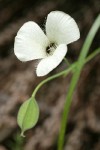 Umpqua Mariposa Lily blossom & immature seed capsule