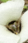 Umpqua Mariposa Lily blossom extreme