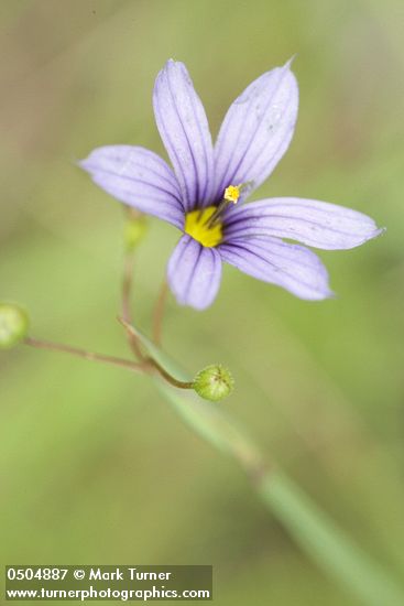 Sisyrinchium bellum