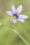 Blue-eyed Grass blossom detail