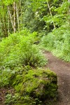 Squires Lake trail w/ moss-covered boulder, Sword Ferns, Alders, Vine Maples, Salmonberries