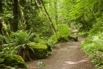 Sun-dappled Squires Lake trail w/ moss-covered boulder, Sword Ferns, Alders, Vine Maples, Salmonberries