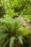 Squires Lake trail w/ Sword Fern on boulder fgnd