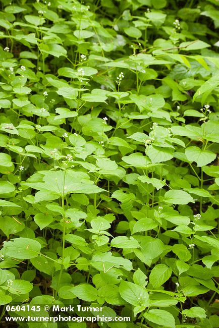 Circaea alpina
