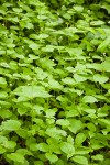 Enchanter's Nightshade