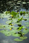 Yellow Pond-lilies