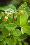 Fool's Huckleberry blossoms & foliage detail