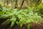 Wood Ferns & Skunk Cabbage foliage in wetland