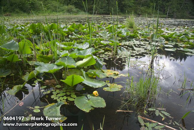 Nuphar polysepala