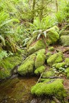 Moss-covered rocks & Sword Ferns by small stream