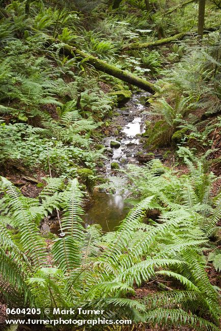Polystichum munitum