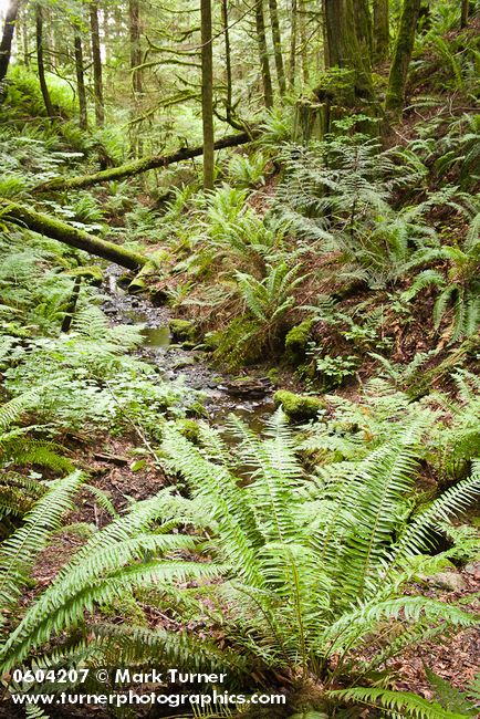 Polystichum munitum