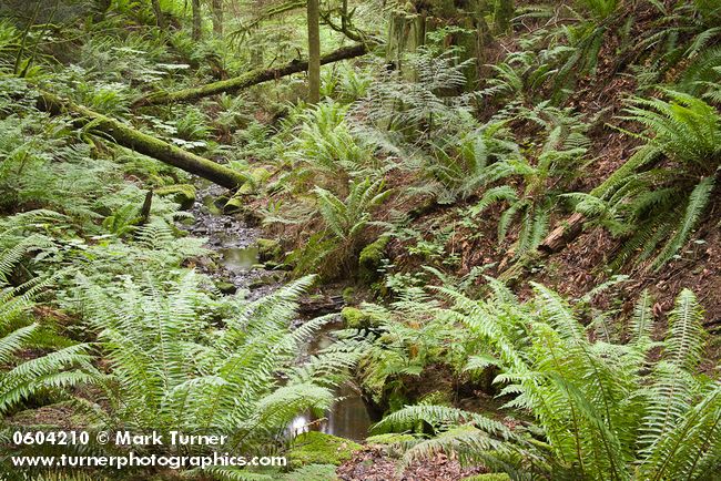 Polystichum munitum