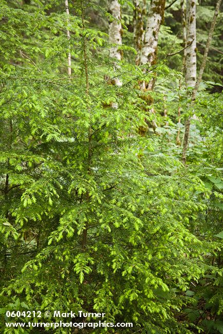 Tsuga heterophylla