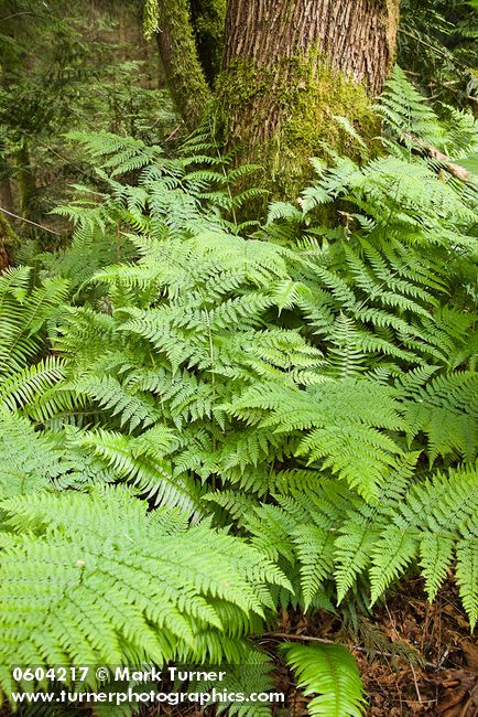 Athyrium filix-femina